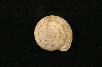 臺灣鱗盾蝸牛藏品圖，第1張